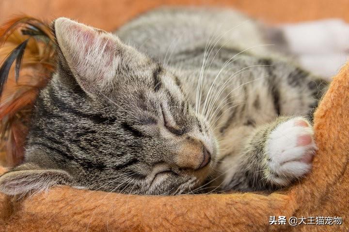 猫咪会不会传染新型冠状病毒，猫咪冠状病毒能治愈么，猫冠状病毒会互相传染吗