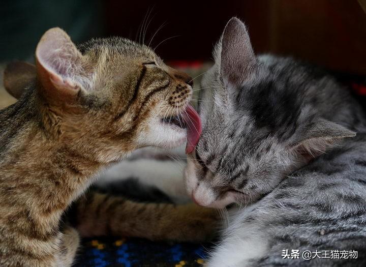 为什么我的猫咪会舔我的手，猫咪舔我是什么意思，猫咪舔你是为什么