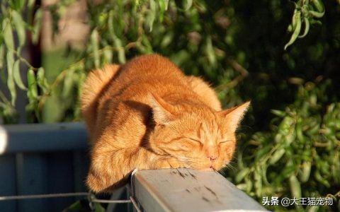 猫的体温多少是正常的，怎么判断猫咪是否发烧，猫咪发烧最明显的症状是什么