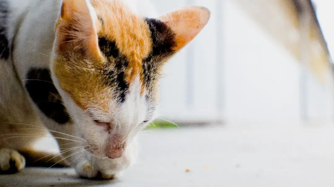 猫为什么会拒食不吃，为什么喂猫吃东西它不吃，猫咪拒食最多几天