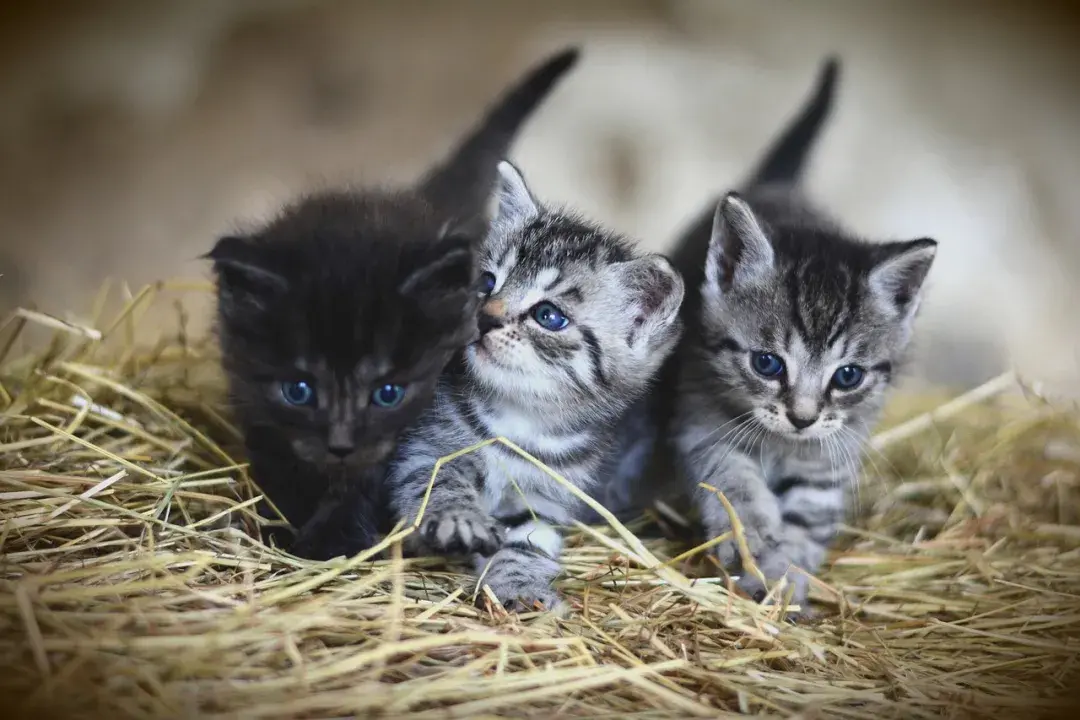 猫传腹如果不治疗会怎么样，猫传腹不治疗多久会死，猫传腹有自愈的可能性吗