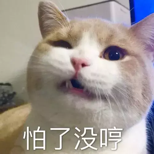 猫咪到底要不要绝育？猫咪绝育的利弊都有什么？公猫绝育到底好不好