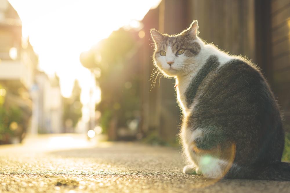 猫咪冬天多久驱一次虫，猫体内为什么会有寄生虫，怎么判断猫咪有没有虫