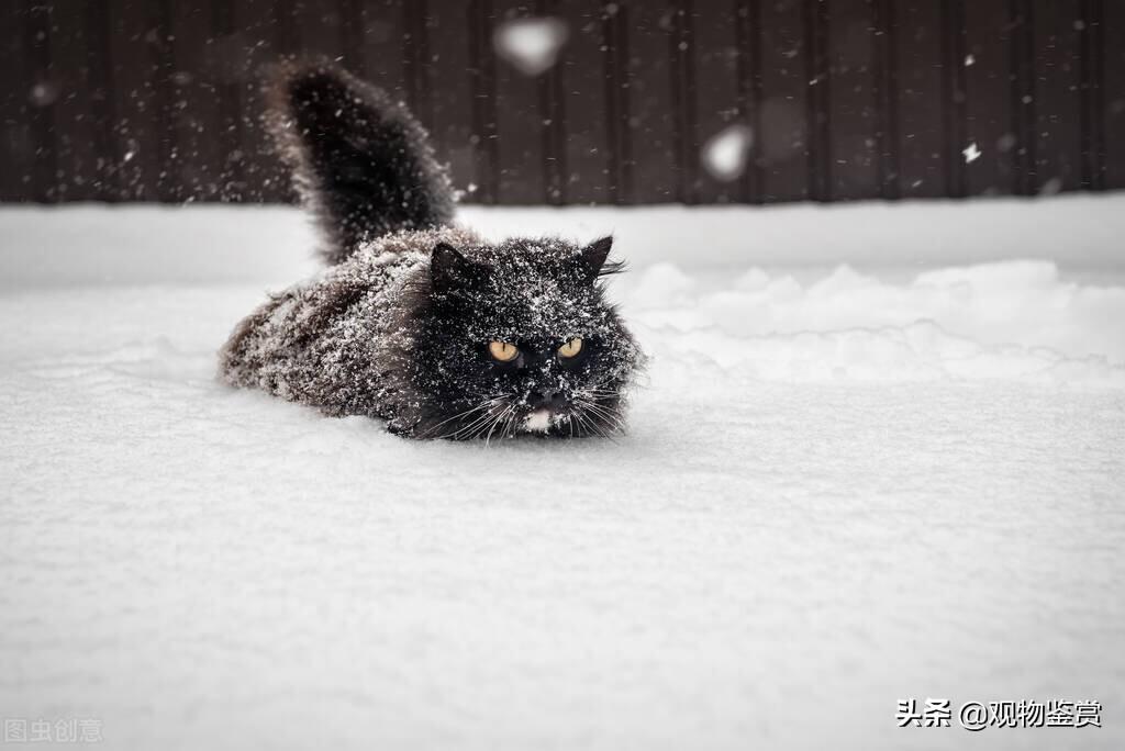 猫被冻死是什么样子的表现，被冻死的猫是什么状态，冬天猫在外面会冻死吗