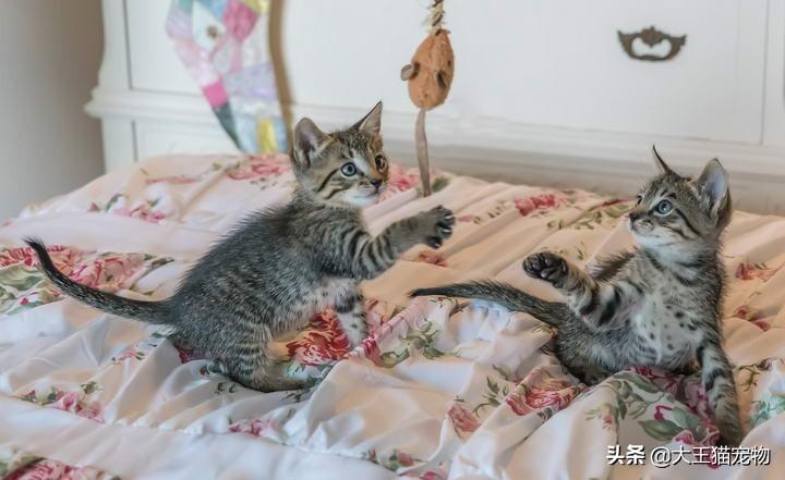 如何让生活在室内的猫咪感到快乐呢，怎么防止猫自己一个人在家无聊方法