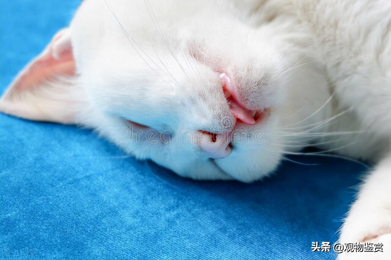 猫咪死了主人很伤心它能感受到吗，猫死后的七天主人要注意什么