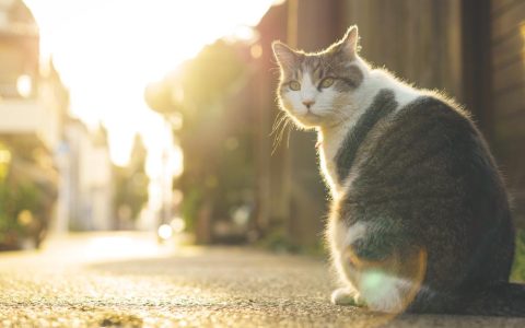 猫猝死的原因有哪些，活蹦乱跳的猫突然猝死，猫咪猝死的症状