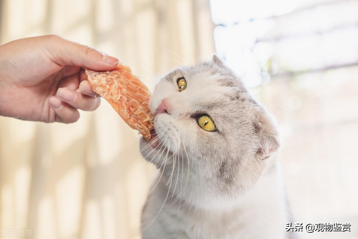 宠物猫冻干零食是怎么做出来的呢，怎样在家自制猫咪冻干