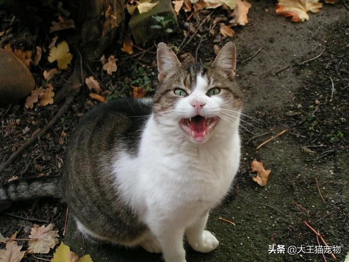 猫咪老往厕所跑是怎么回事：猫咪尿频和多尿的原因和解决办法