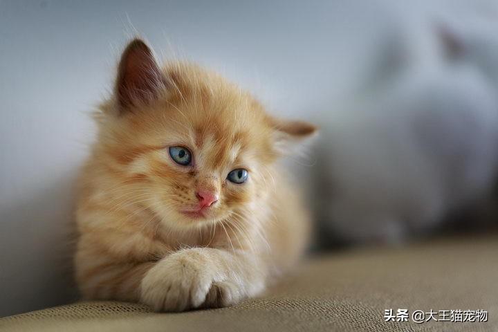 猫咪的皮毛颜色真的可以改变吗知乎，如何让猫咪的毛有光泽